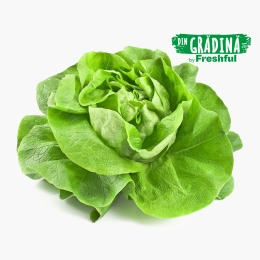 Salată verde eco România