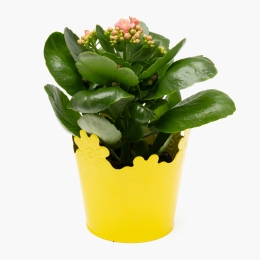 Kalanchoe în ghiveci zinc, 12cm
