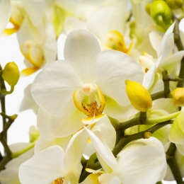 Orhidee Boquetto beauty, culoare alb