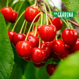 Cireșe Erika eco România 500g