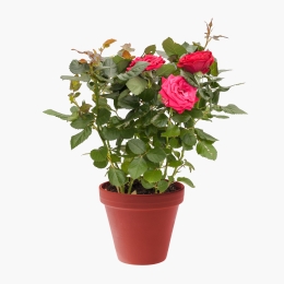 Trandafir în ghiveci ceramică 10.5 cm