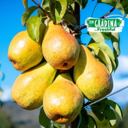 Pere România (Voinești), minim 700g