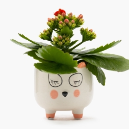 Floare mini Kalanchoe în vas ceramic Funny Pet, diferite culori