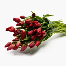 Buchet lalele roșii 50 fire