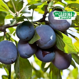 Prune România (Voinești) minim 700g