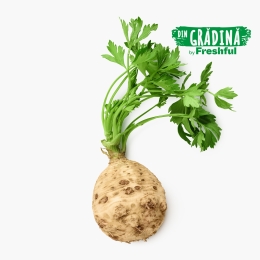 Țelină rădăcină cu frunze eco România, 1 buc