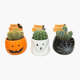 Cactus decor Halloween 8.5cm, diverse modele, 1 buc (plantă în ghiveci)
