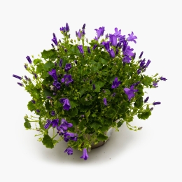 Campanula 11cm