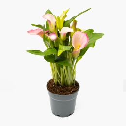 Calla în ghiveci, diverse culori