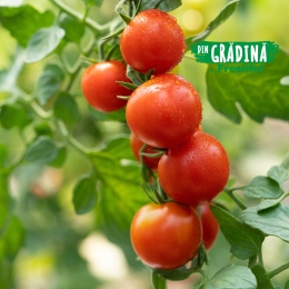 Roșii cherry România 250g