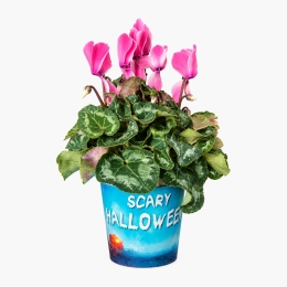 Floare Cyclamen în ghiveci Halloween, diverse modele și culori