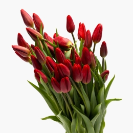 Mândră în toate cele • Buchet lalele roșii, 50 fire