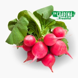 Ridichi roz eco România 1 legătură