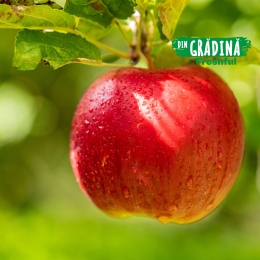 Mere Idared de Voinești minim, calitatea 2, 1kg