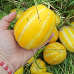 Pepene galben baby "Pară" ECO, România, minim 250g