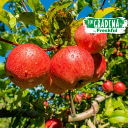 Mere Frumos de Voinești, România, minim 1kg