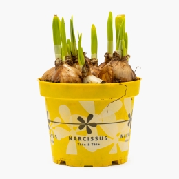 Narcisă în ghiveci 12cm