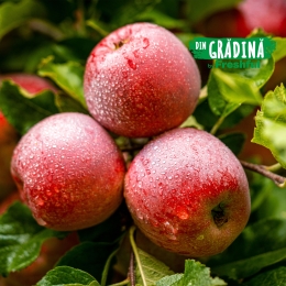 Mere Florina de Voinești minim 1kg