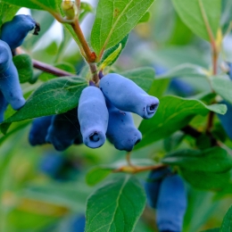 Lonicera eco România 125g