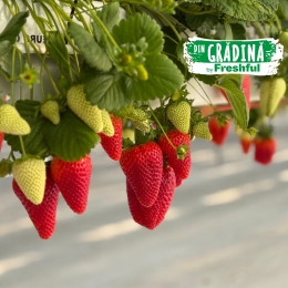 Căpșune de Teslui, România, 500g