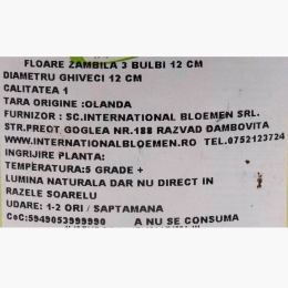 Floare zambilă, diferite culori, 3 bulbi, 12cm	