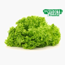 Salată verde Bionda eco, România (Bioferma Niculești), 1 buc
