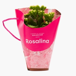 Floare Kalanchoe Rosalina, 7cm
