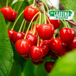 Cireșe Erika eco România 500g