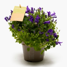Campanula 11cm