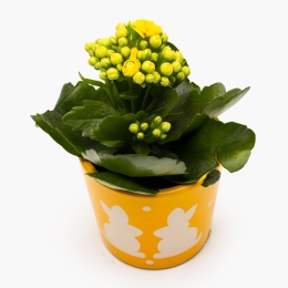 Kalanchoe în vas de ceramică 