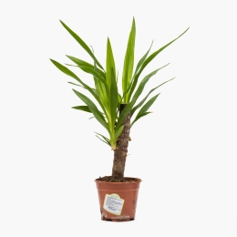 Plantă Yucca 14cm