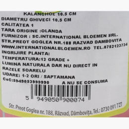 Floare kalanchoe, diferite culori, 10.5cm
