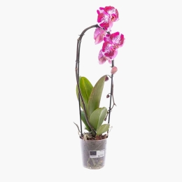 Floare orhidee cascadă (Phalaenopsis Cascade), 1 tijă, diverse culori