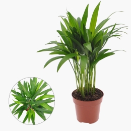 Dypsis (plantă în ghiveci)