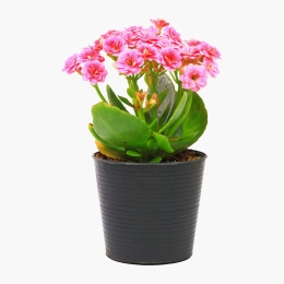 Floare kalanchoe rosalina, 7cm