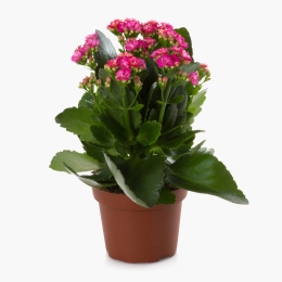 Floare kalanchoe, diverse culori, 10.5cm