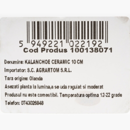 Kalanchoe ghiveci ceramic 10 cm