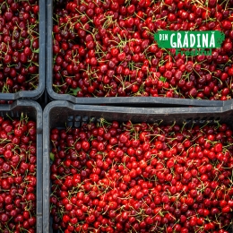 Cireșe Erika eco România 500g