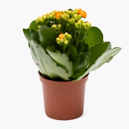 Floare Kalanchoe Rosalina, 7cm
