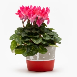 Flori în vas ceramic diferite modele