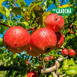 Mere Frumos de Voinești minim 1kg