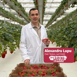 Căpșune de Teslui 500g