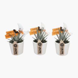 Haworthia Alba cu decor Halloween, diverse modele, 1 buc (plantă în ghiveci)