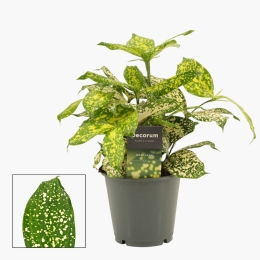 Dracaena (plantă în ghiveci)