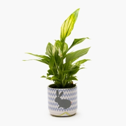 Spathiphyllum în vas de ceramică