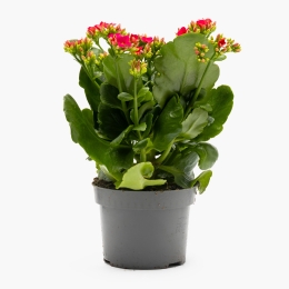 Floare kalanchoe, diferite culori, 10.5cm