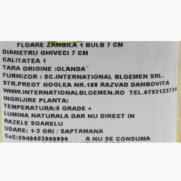 Floare zambilă, diferite culori, 1 bulb, 7cm