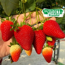 Căpșune de Teslui, România, 250g