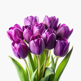 Buchet lalele mov, 10 fire