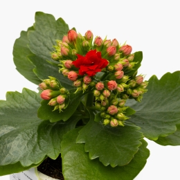 Floare mini Kalanchoe în vas ceramic Funny Pet, diferite culori